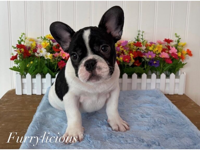 French Bulldog - French Bulldog