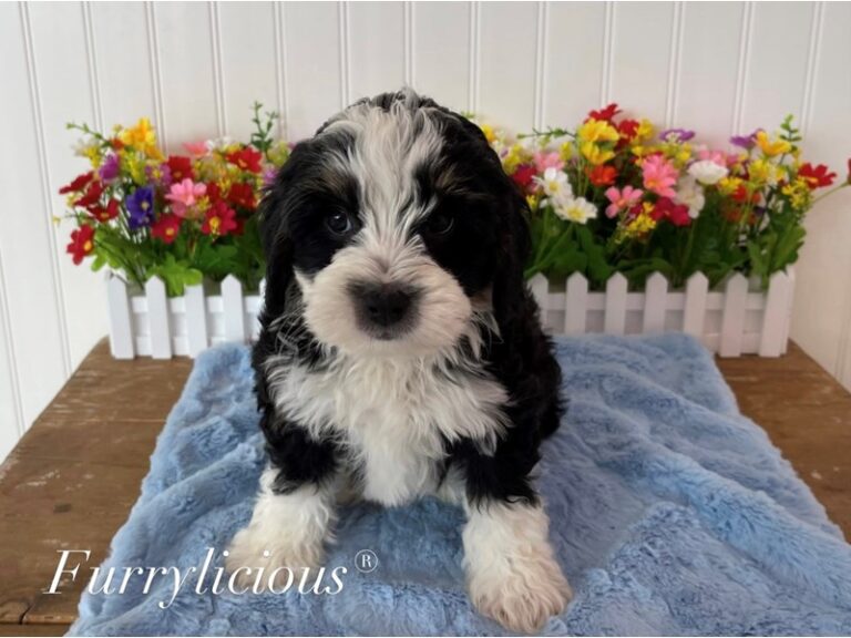 Dexter - Bernedoodle Mini 2nd Gen