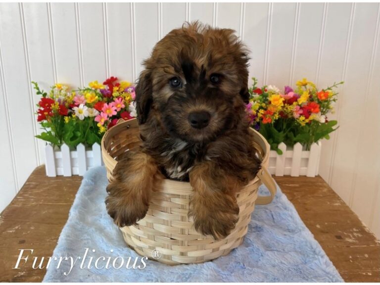 Romeo - Whoodle Mini