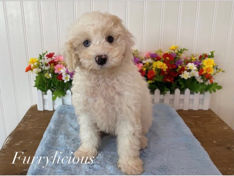 Blue - Cockapoo 2nd gen