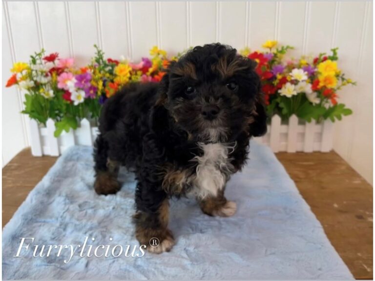 Rocky - Cockapoo 2nd gen