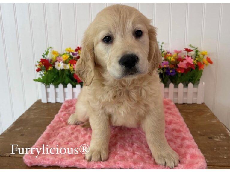Mandy - Golden Retriever