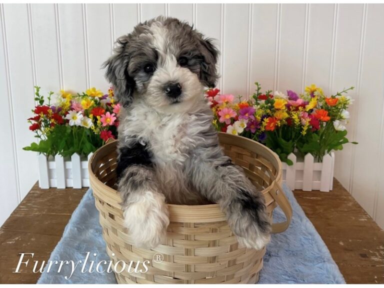 Damon - Sheepadoodle Mini