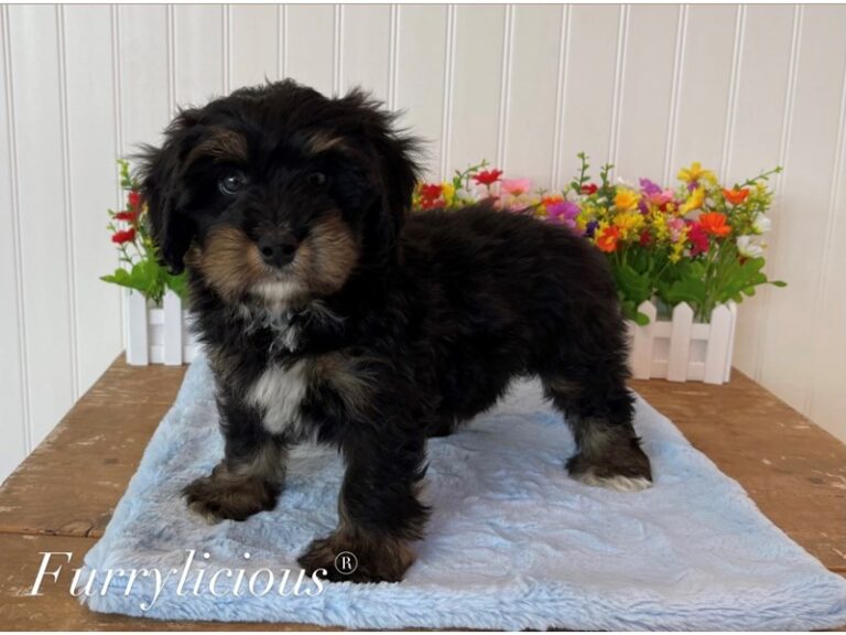 Koda - Bernedoodle Mini 2nd Gen