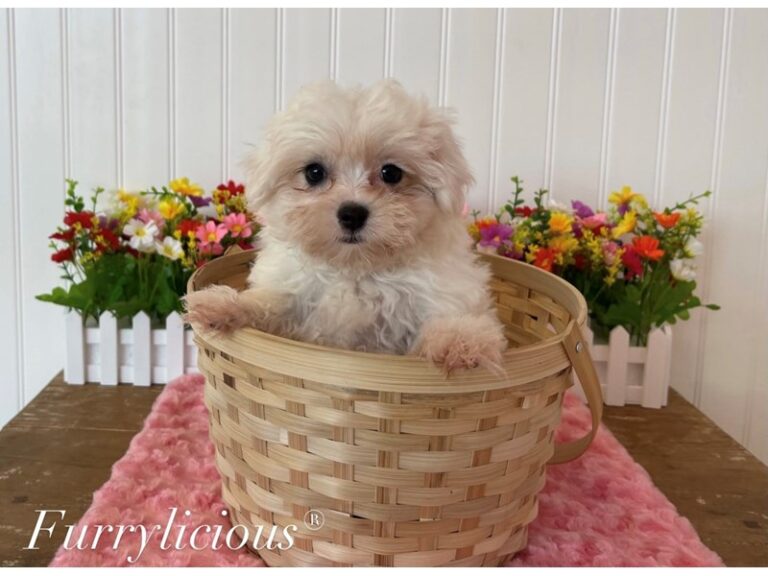 Polly - Shipoo
