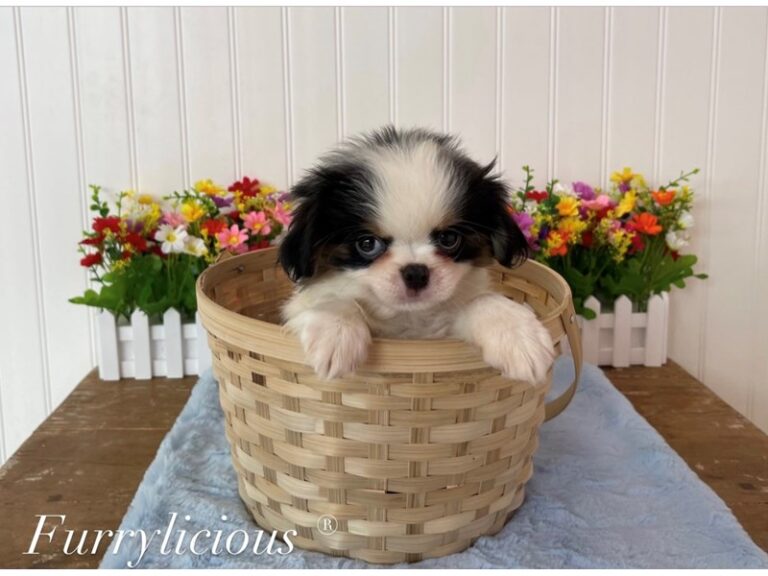 Hercules - Japanese Chin