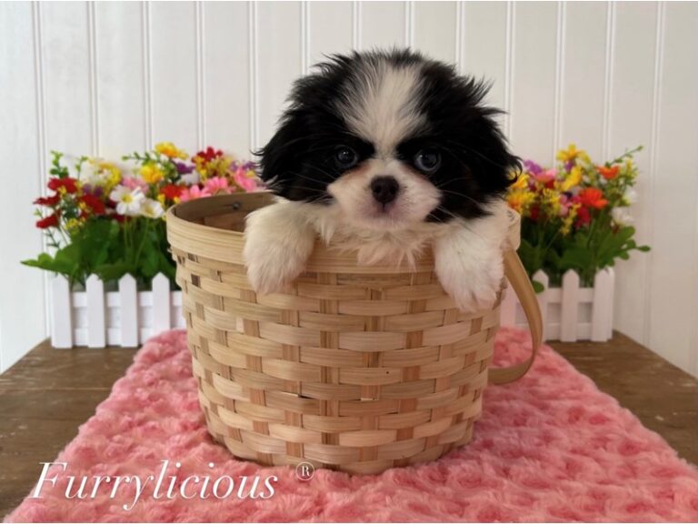 Twiggy - Japanese Chin