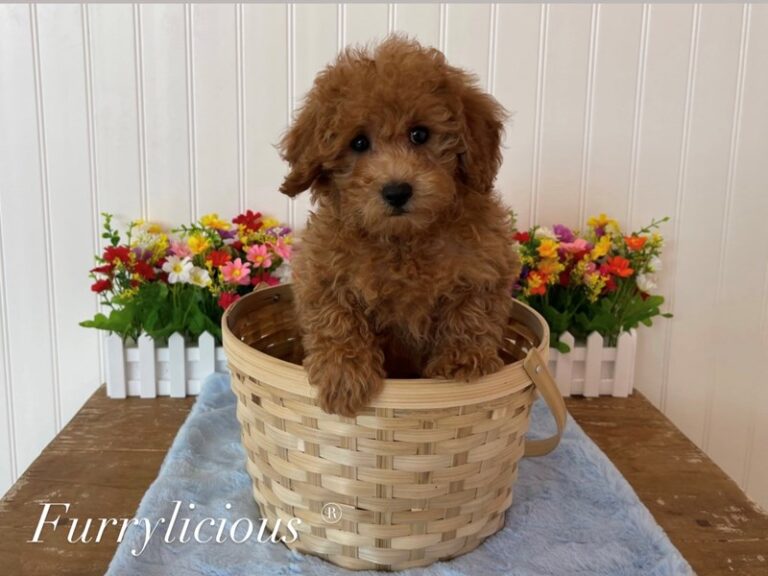 Archie - Poodle Mini