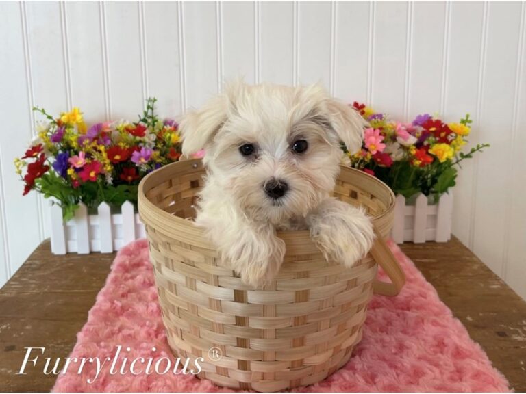 Chelsea - Maltese
