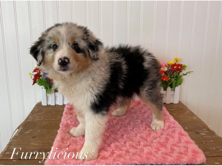 Duchess - Australian Shepherd