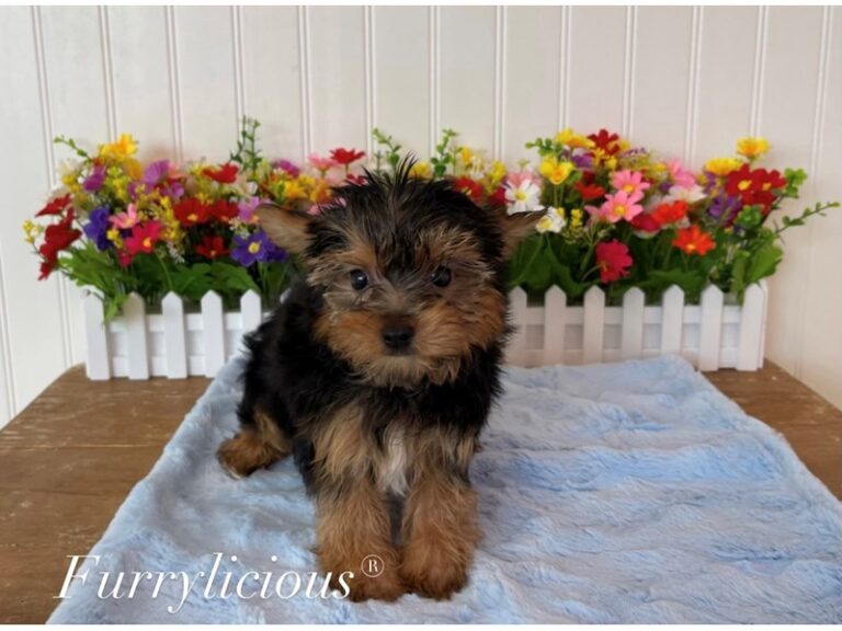 Stitch - Yorkshire Terrier
