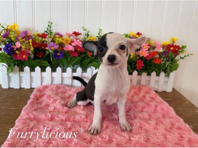 Nala - Chihuahua