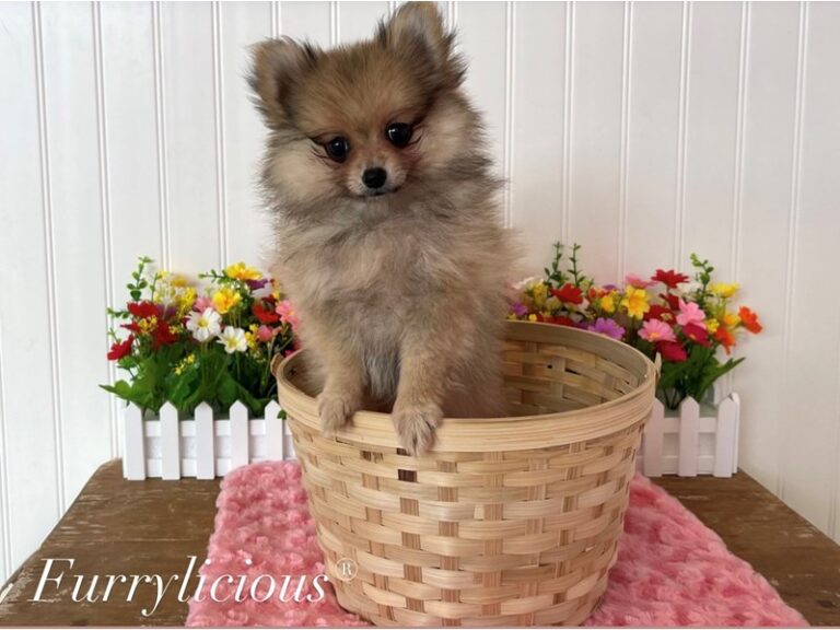 Cream Puff - Pomeranian