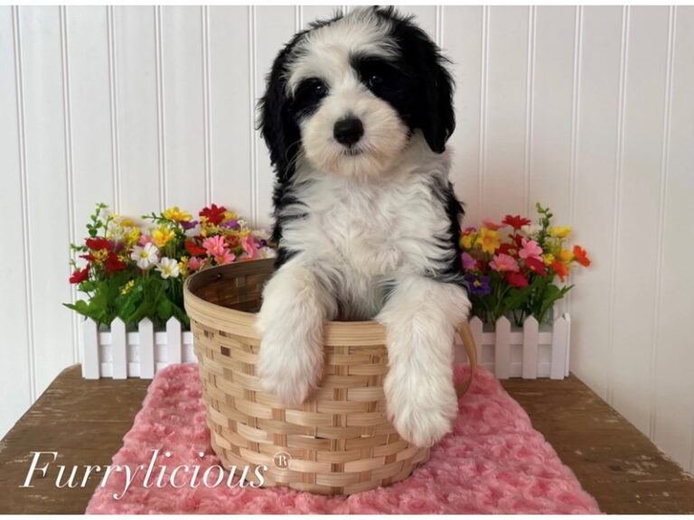 Eloise - Sheepadoodle Mini