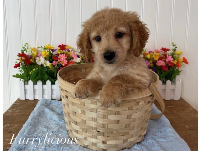 Ross - Goldendoodle Mini 2nd Gen