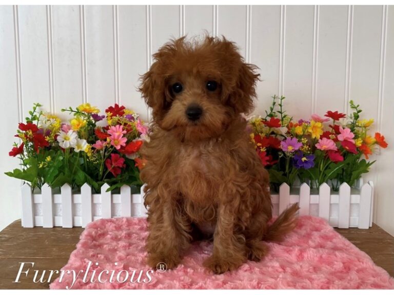 Piper - Irishdoodle Mini