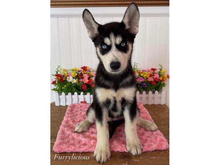 Isabelle - Siberian Husky