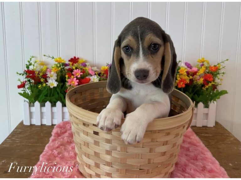 Winona - Beagle