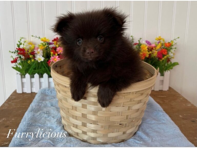 Leo - Pomeranian