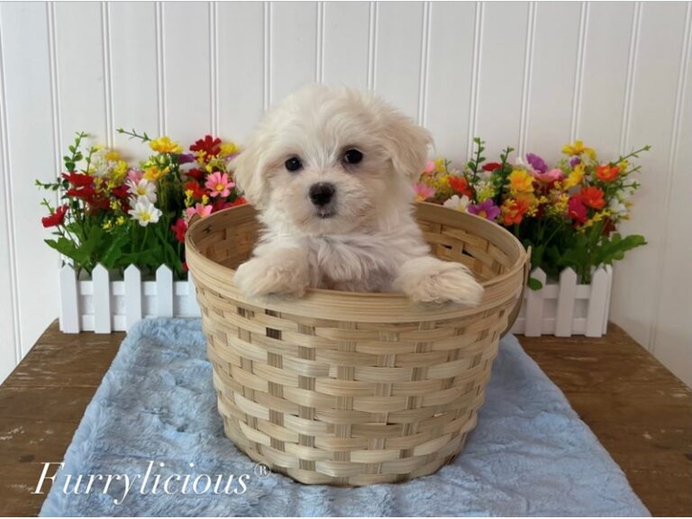 Toby - Maltese