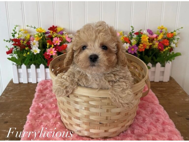 Lillian - Bichapoo