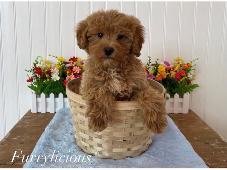 Everett - Goldendoodle Mini 2nd Gen