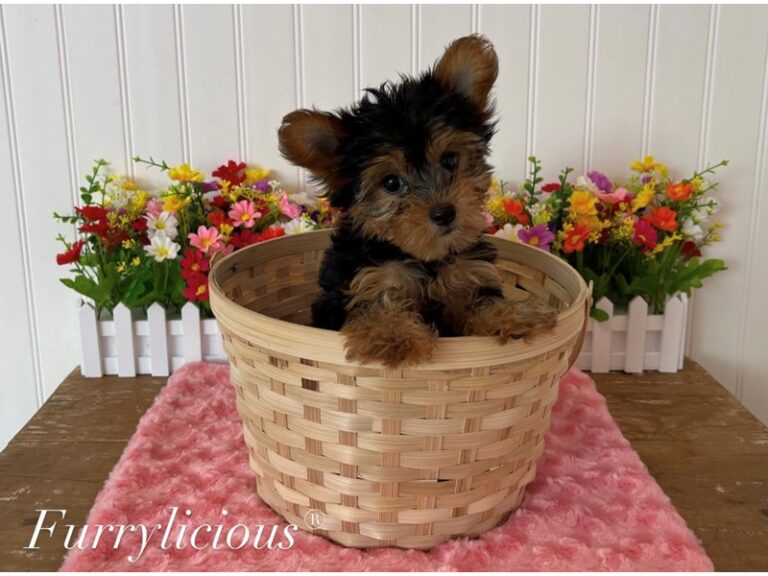 Portia - Yorkshire Terrier