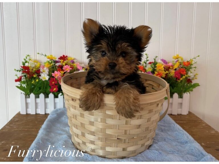 Diego - Yorkshire Terrier
