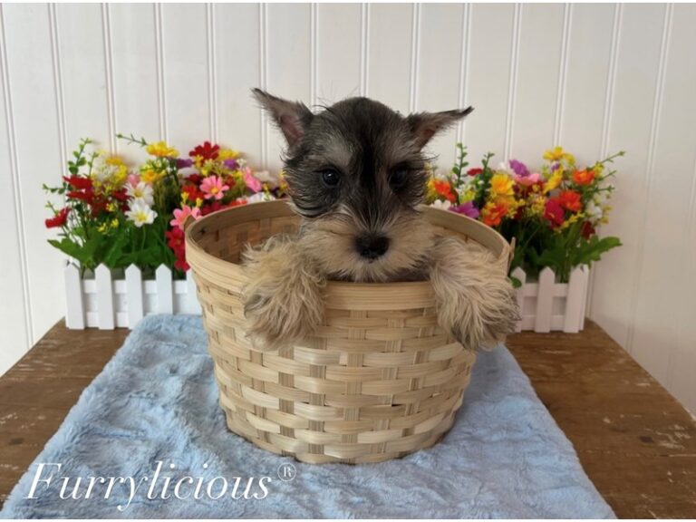 Dominic - Miniature Schnauzer