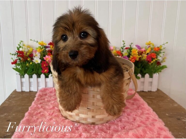 Melody - Dachshund