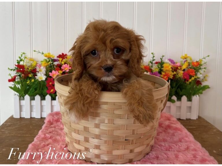 Cavapoo - Cavapoo