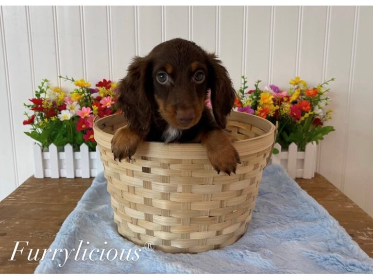 Santiago - Dachshund