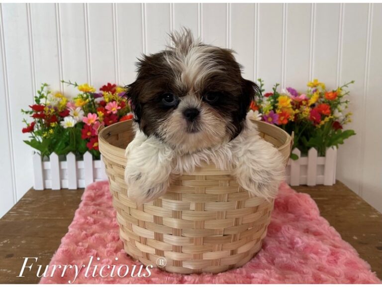Hailey - Shih Tzu