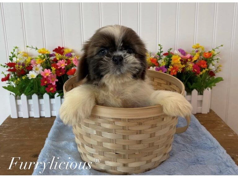 Bennett - Shih Tzu