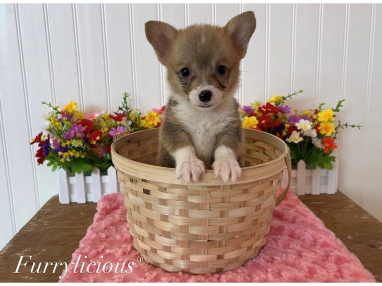 Pembroke Welsh Corgi - Pembroke Welsh Corgi