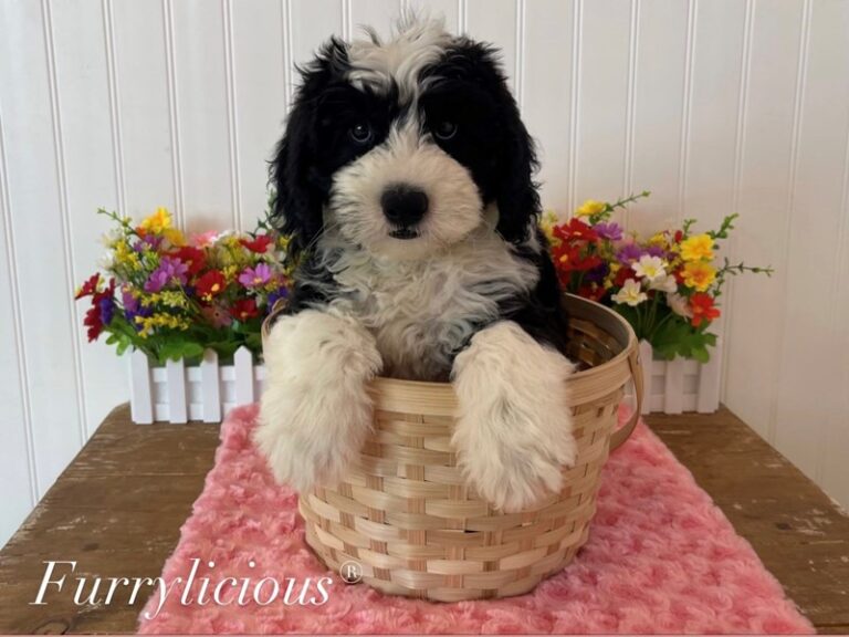 Paisley - Sheepadoodle Mini