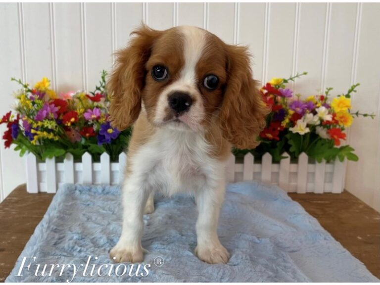 Mateo - Cavalier King Charles Spaniel