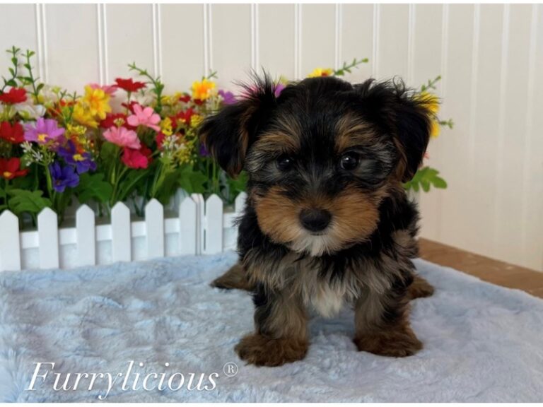 Sterling - Yorkshire Terrier