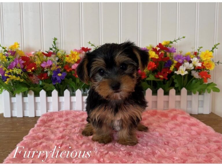 Kira - Yorkshire Terrier