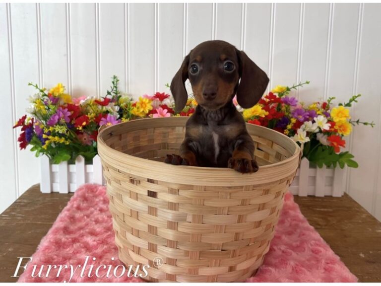 Daphne - Dachshund