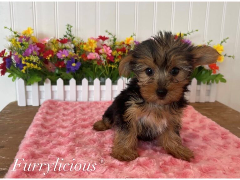 Shay - Yorkshire Terrier