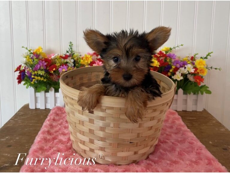 Addison - Yorkshire Terrier