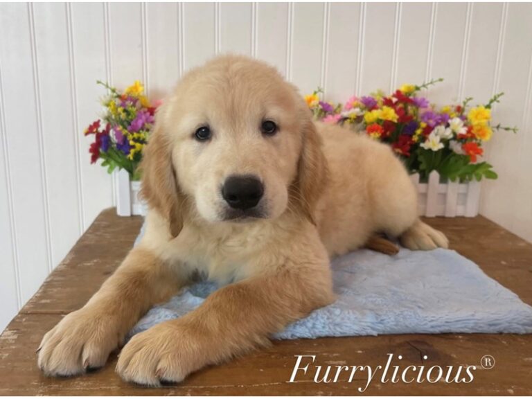 Kirby - Golden Retriever