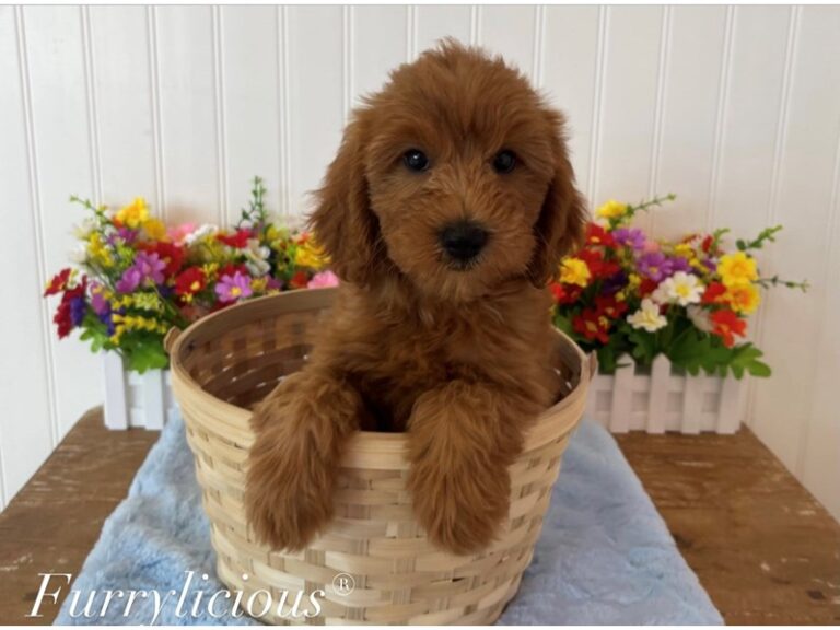 Wesley - Goldendoodle Mini 2nd Gen