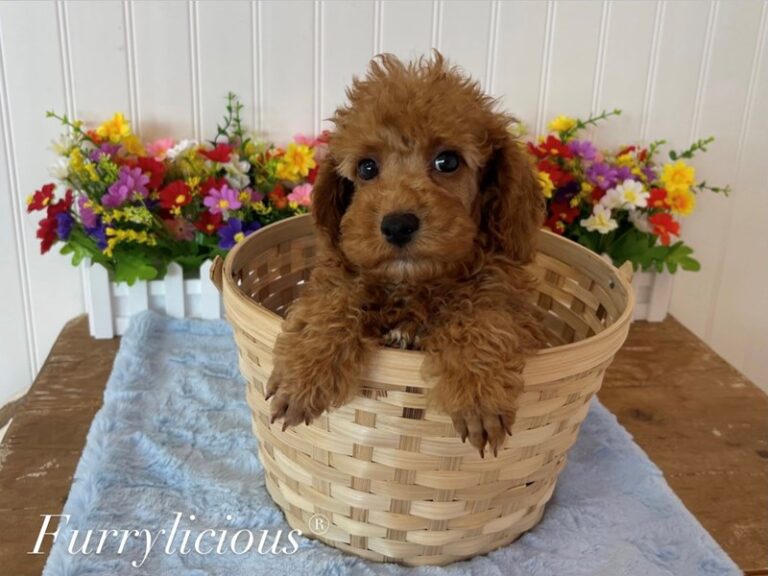Archer - Poodle
