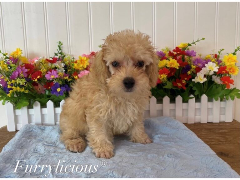 Jefferson - Poodle