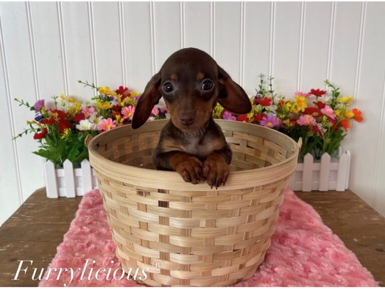 Elsie - Dachshund