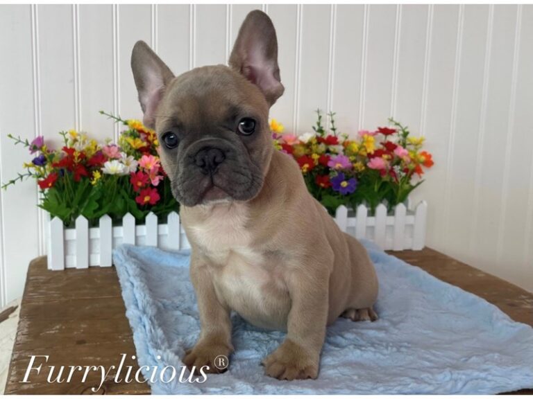 Levi - French Bulldog