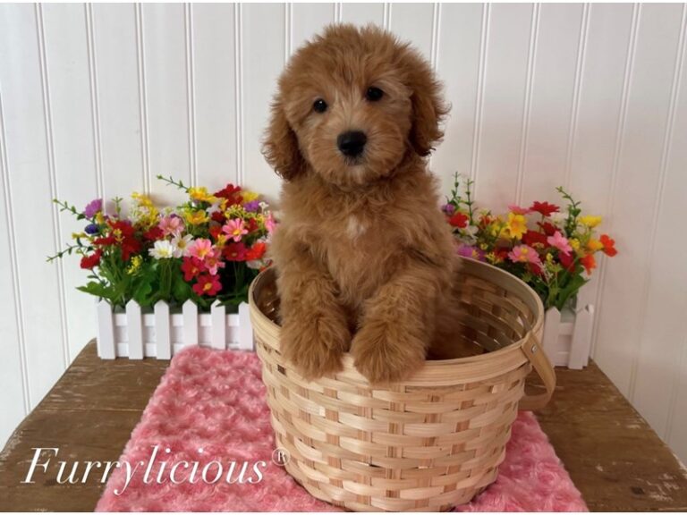 Peyton - Goldendoodle Mini 2nd Gen