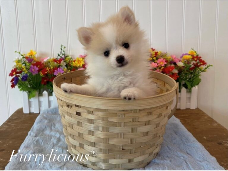 Ruffles - Pomeranian